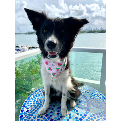 Watermelon Dog Bandana.