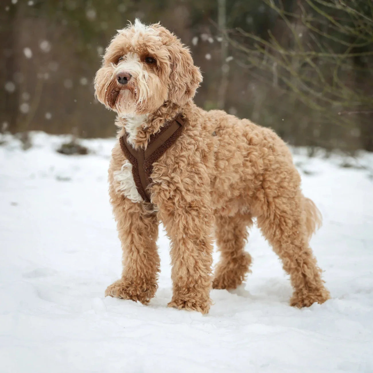 'Black' - Sherpa Dog Harness