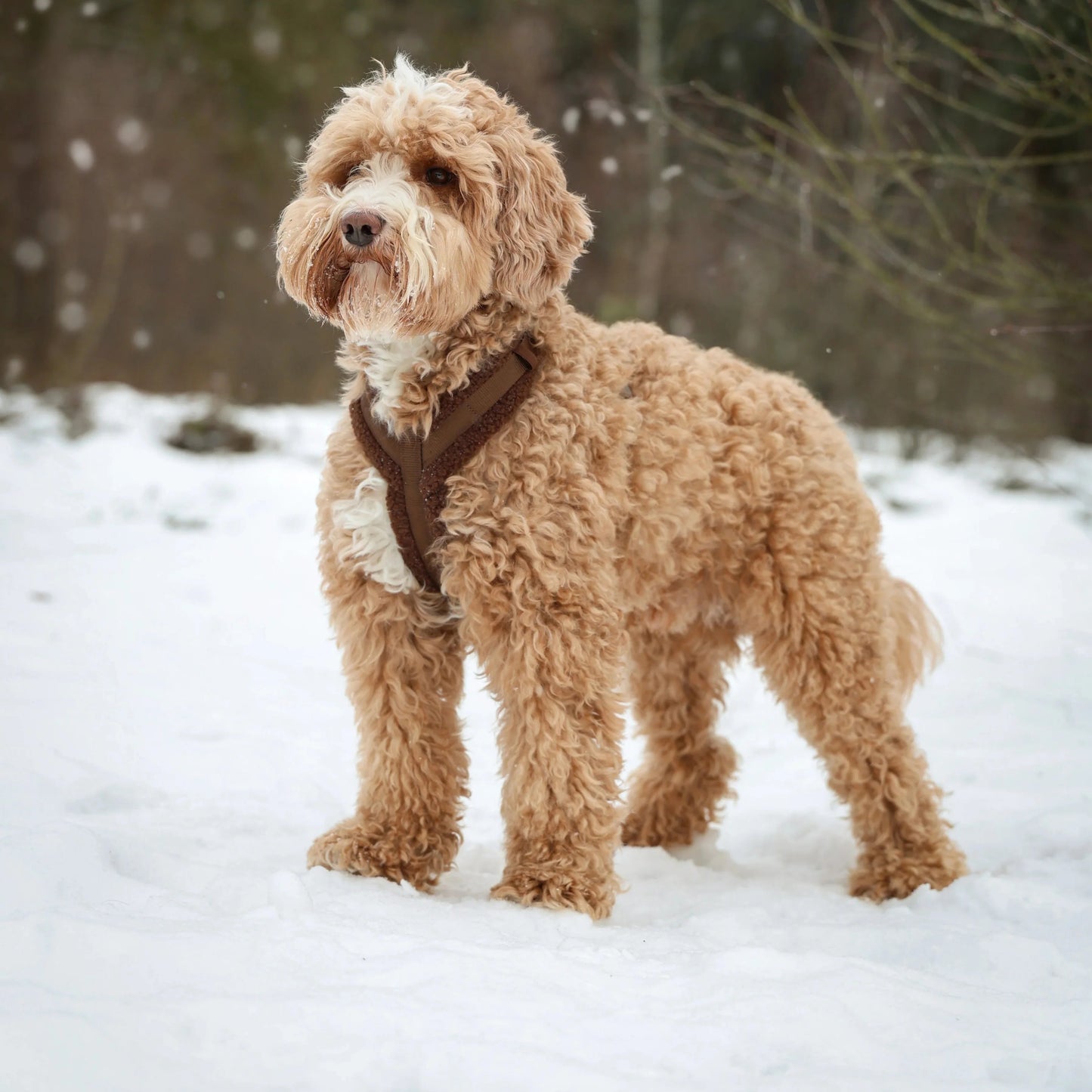 'Clay' - Sherpa Dog Harness