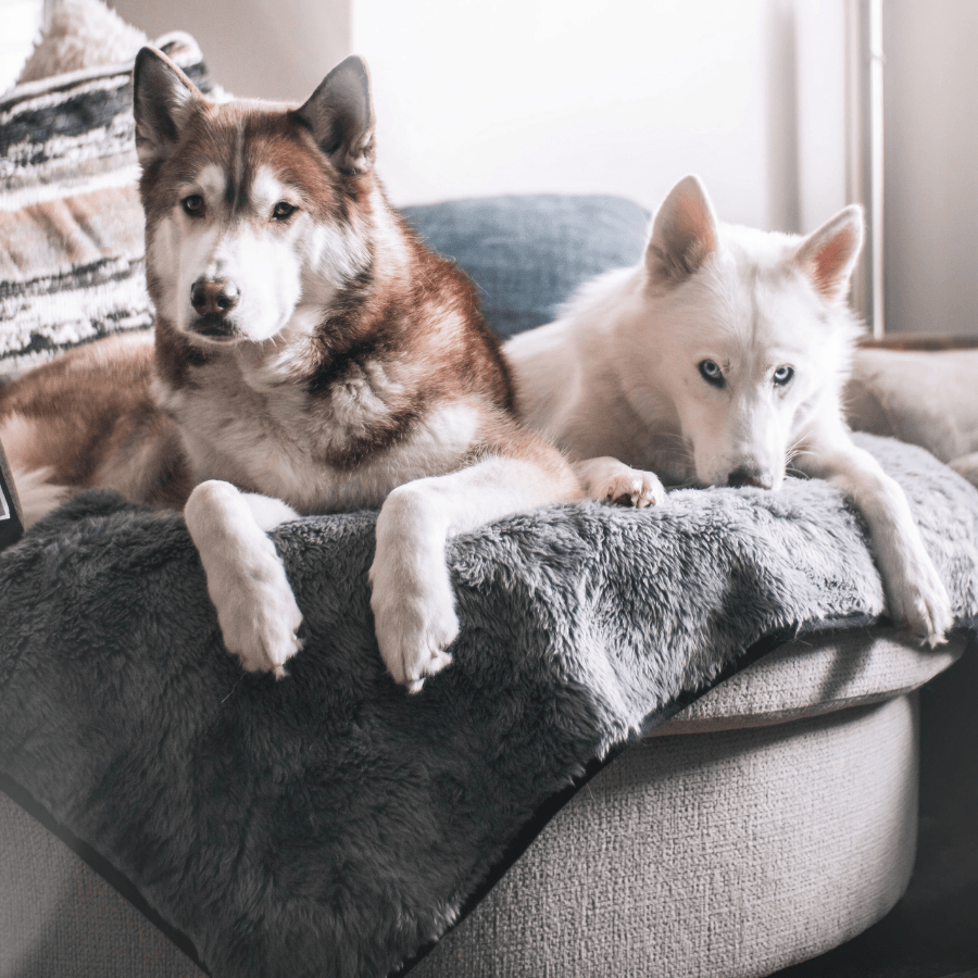 PupProtector™ Summer Short Fur Waterproof Throw Blanket - Charcoal Grey