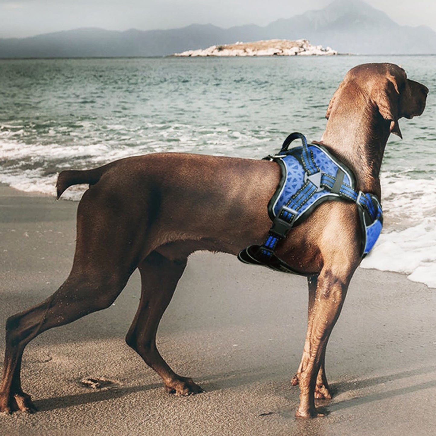 Dog Helios ® 'Journey Wander' Chest Compressive Sporty Adjustable Dog Harness and Leash