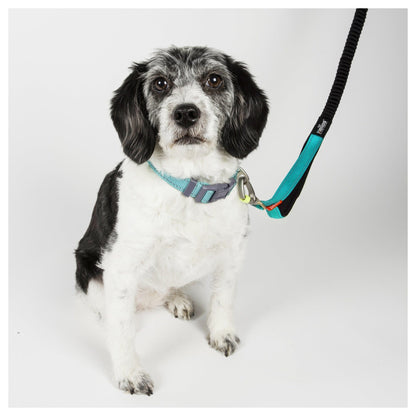Dog Helios ® 'Neo-Indestructible' 2-in-1 Accordion Dog Collar and Leash
