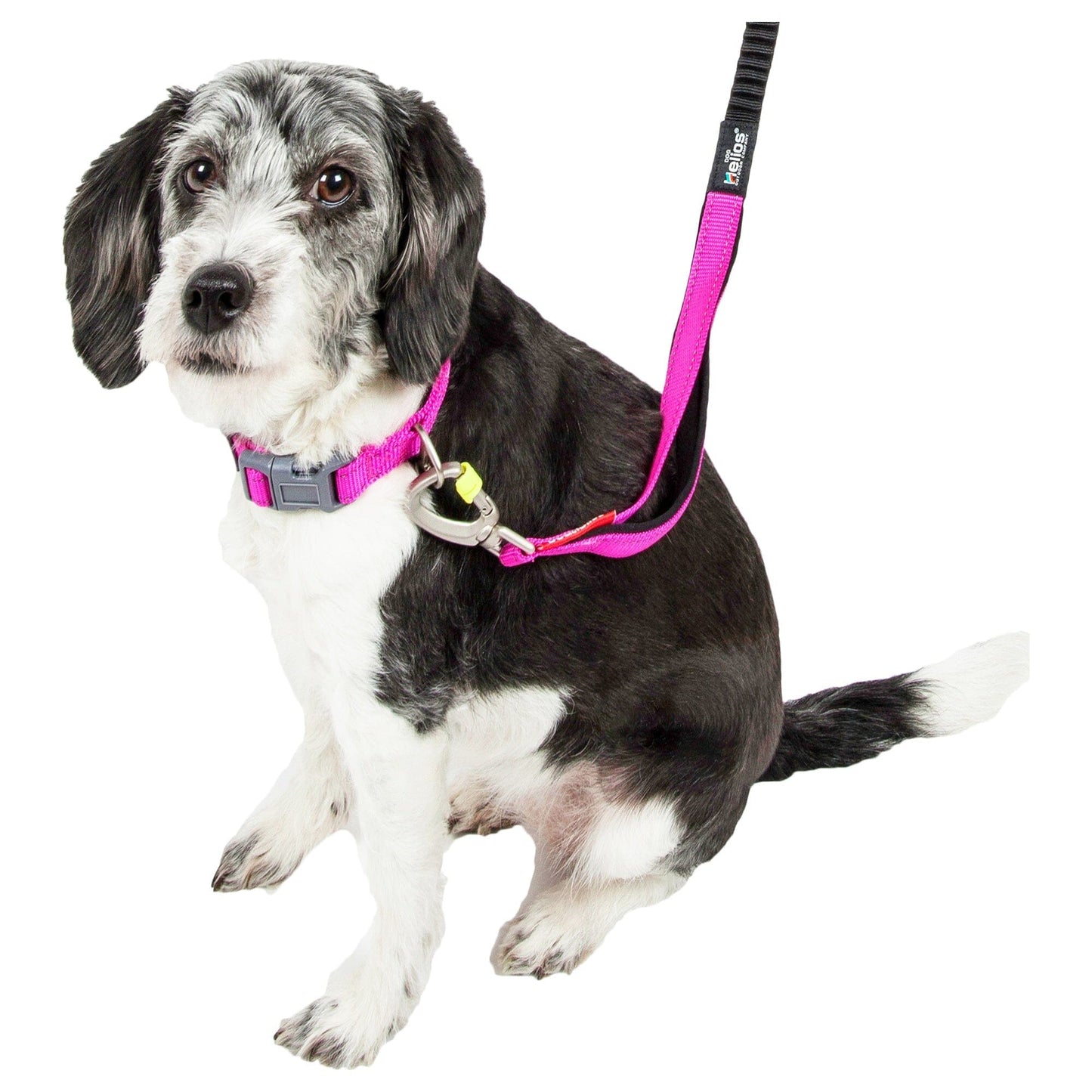 Dog Helios ® 'Neo-Indestructible' 2-in-1 Accordion Dog Collar and Leash