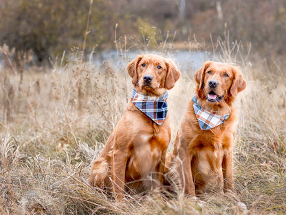 "Apple Orchard" Dog Bandana