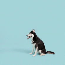 Jolly Tuff Flyer Dog Toy