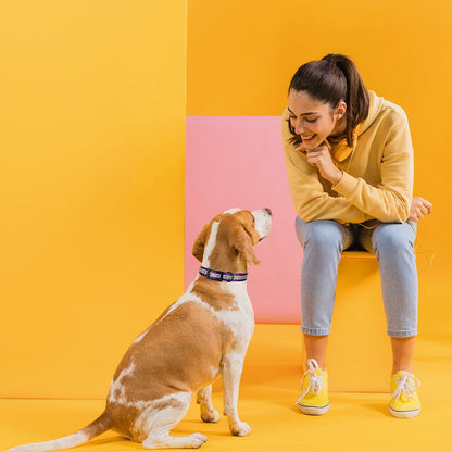 Biothane Translucent Reflective Dog Collar
