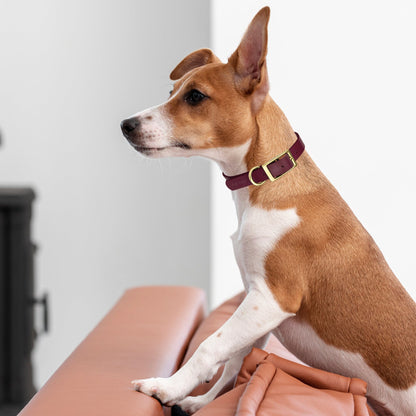 Viper Biothane Waterproof Dog Collar - Brass Hardware - Size XS (9 to 12 inches)