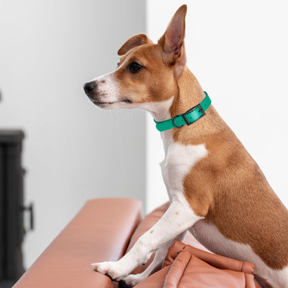 BioThane Waterproof Dog Collar - XS: L 9"-12" x W 1/2" - Black OR Brass Hardware