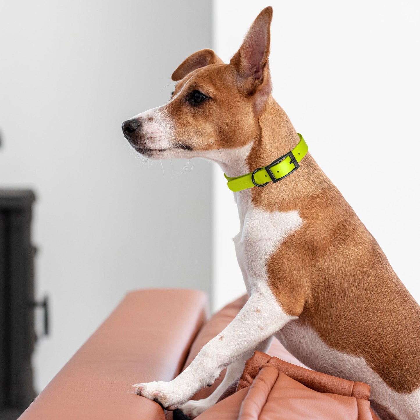 Dogline Biothane Waterproof Dog Collar with Black Hardware -  1.5" Wide, Size XXL (24 to 28 inches)
