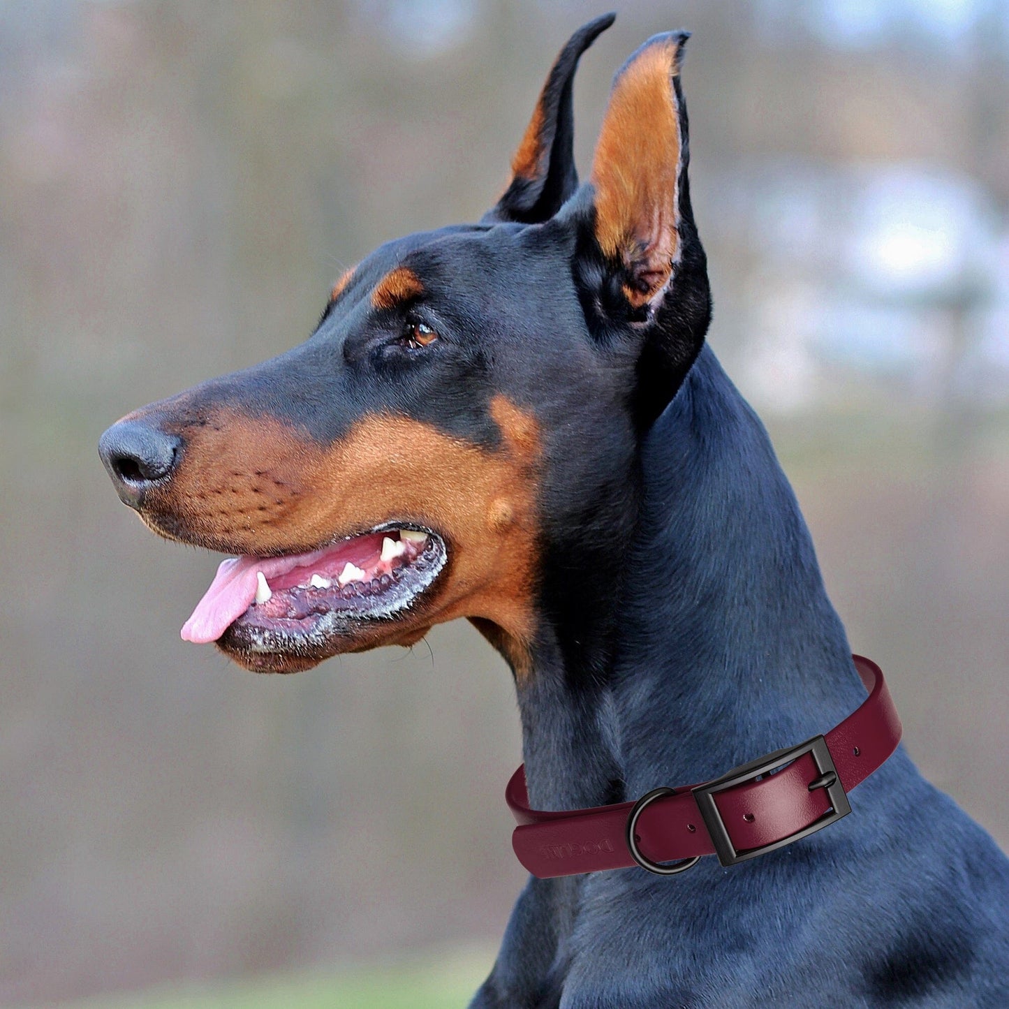 Dogline Biothane Waterproof Dog Collar with Black Hardware -  1.5" Wide, Size L (16 to 20 inches)