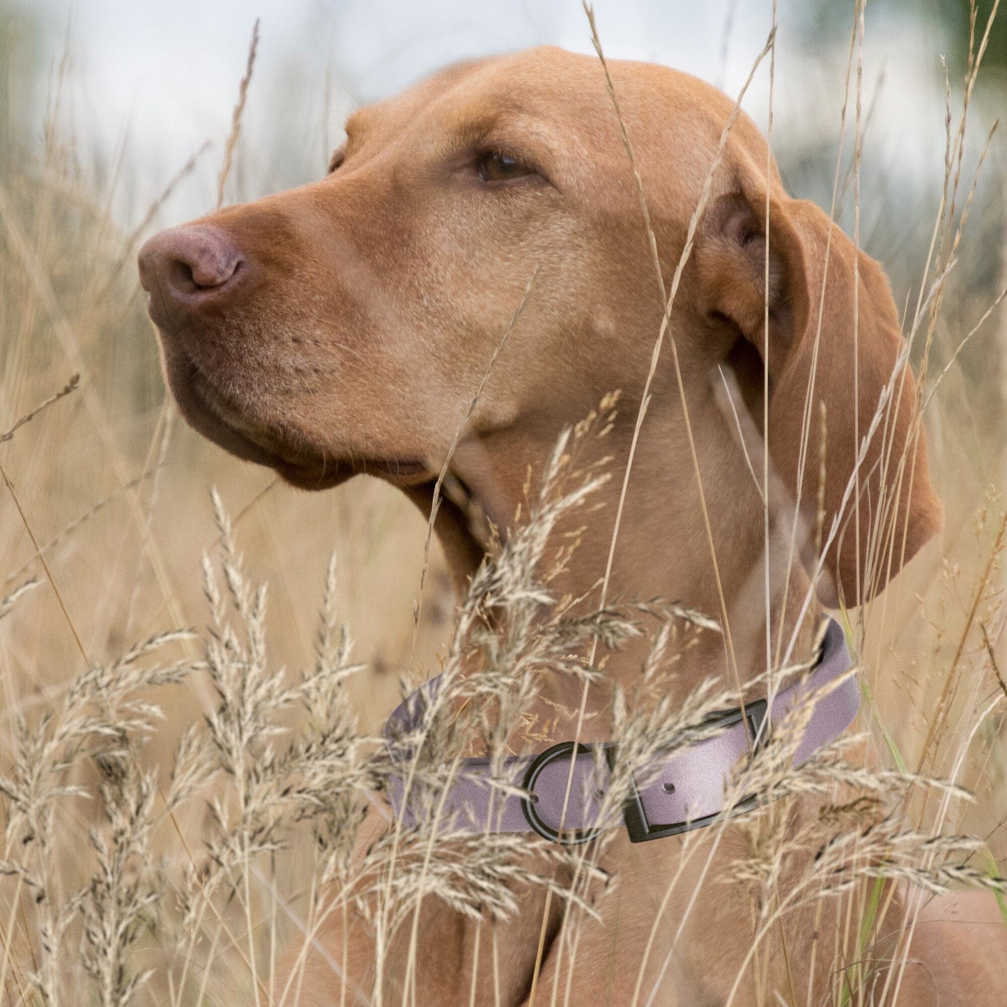 Dogline Biothane Waterproof Dog Collar with Black Hardware -  1.5" Wide, Size L (16 to 20 inches)