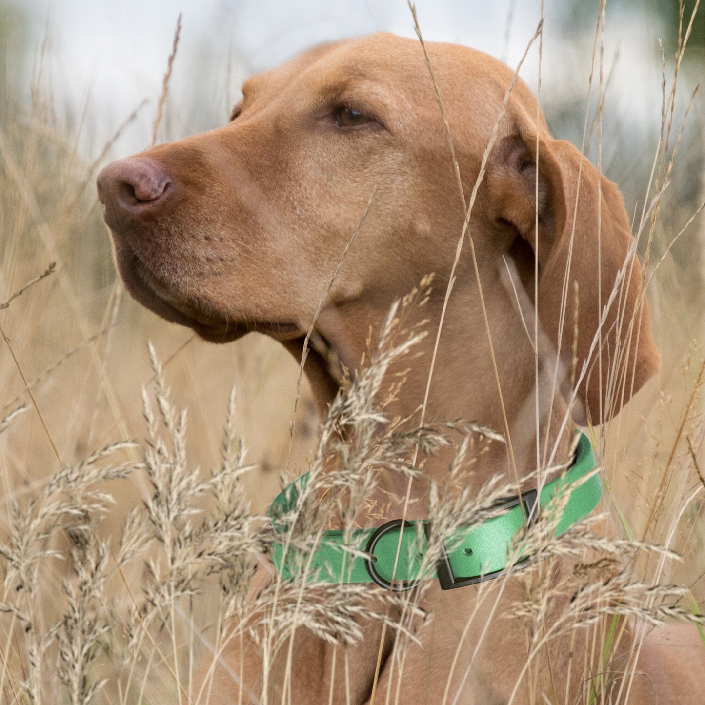 BioThane Waterproof Dog Collar - XS: L 12"-15" x W 5/8" - Black OR Brass Hardware