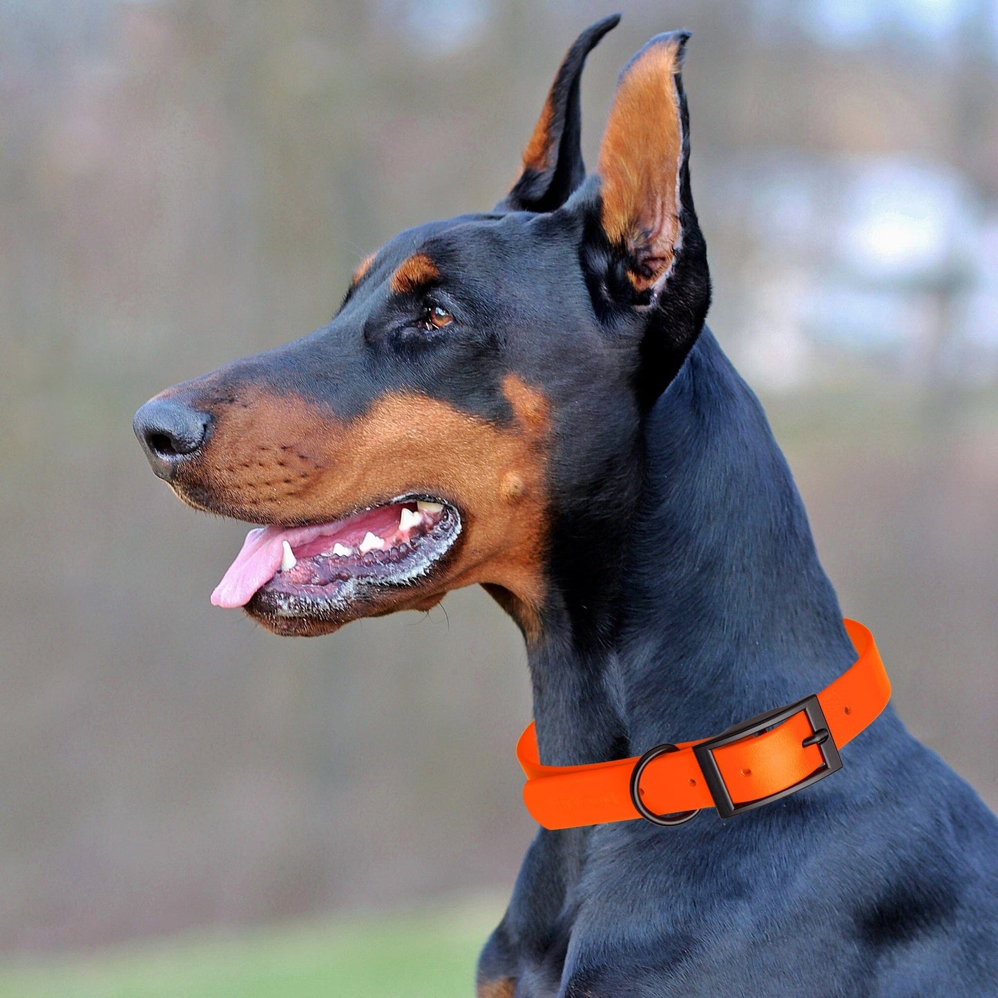 Dogline Biothane Waterproof Dog Collar with Black Hardware -  1.5" Wide, Size XXL (24 to 28 inches)