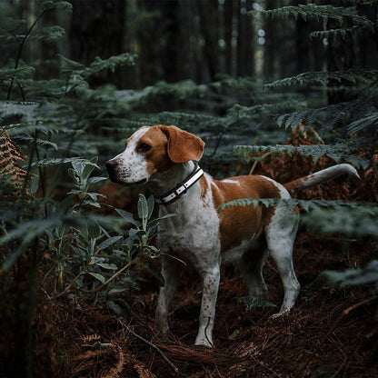 Biothane Translucent Reflective Dog Collar