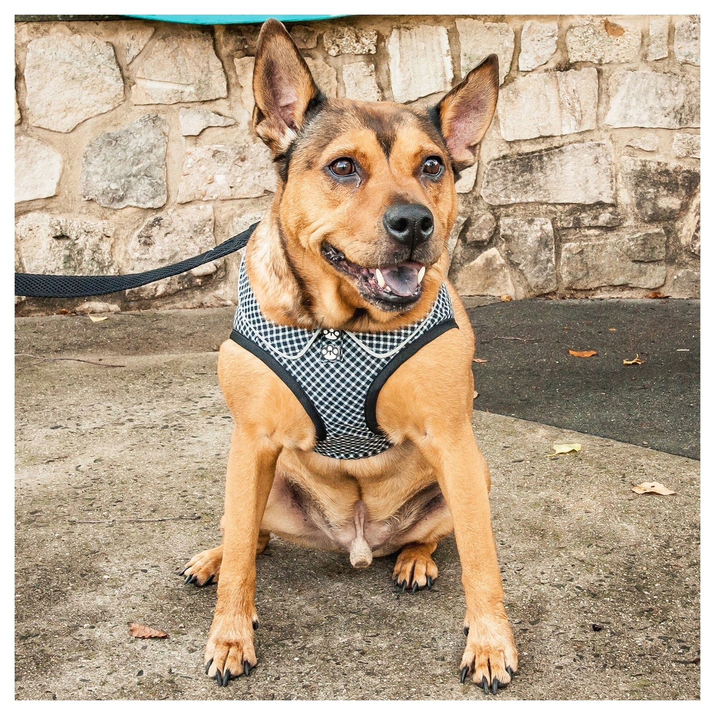 Pet Life ® 'Checkerwag' Checkered Mesh Reversed and Adjustable Fashion Dog Harness