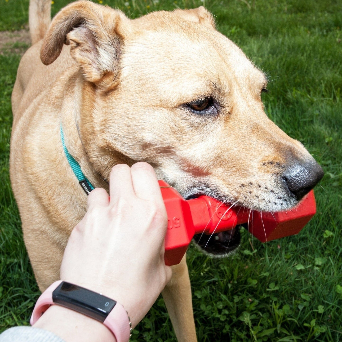 Pet Life ® 'Dumbbell' Durable Chew and Fetch TPR Waterproof Floating Dog Toy
