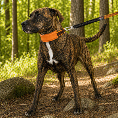 Pet Life ® 'Geo-prene' 2-in-1 Shock Absorbing Neoprene Padded Reflective Dog Leash and Collar