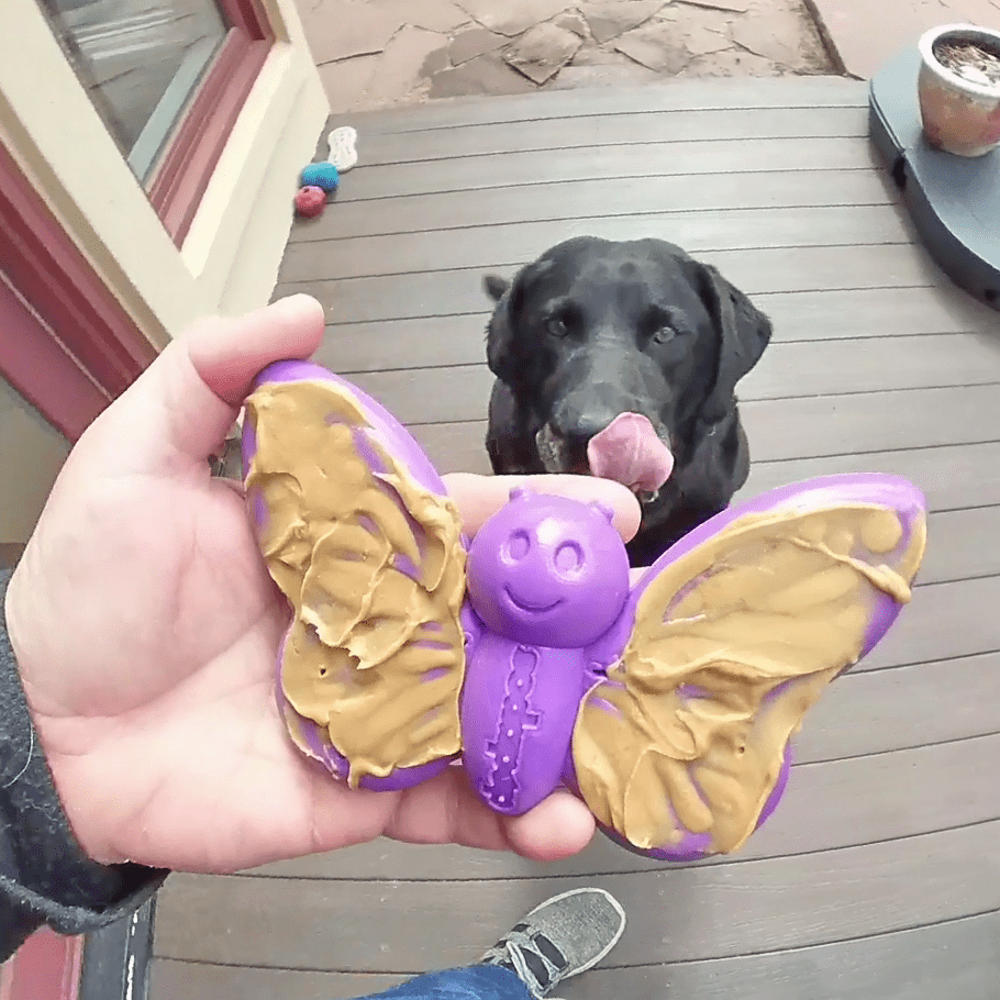 Butterfly Nylon Chew & Enrichment Toy | 2-in-1 for Aggressive Chewers | SodaPup