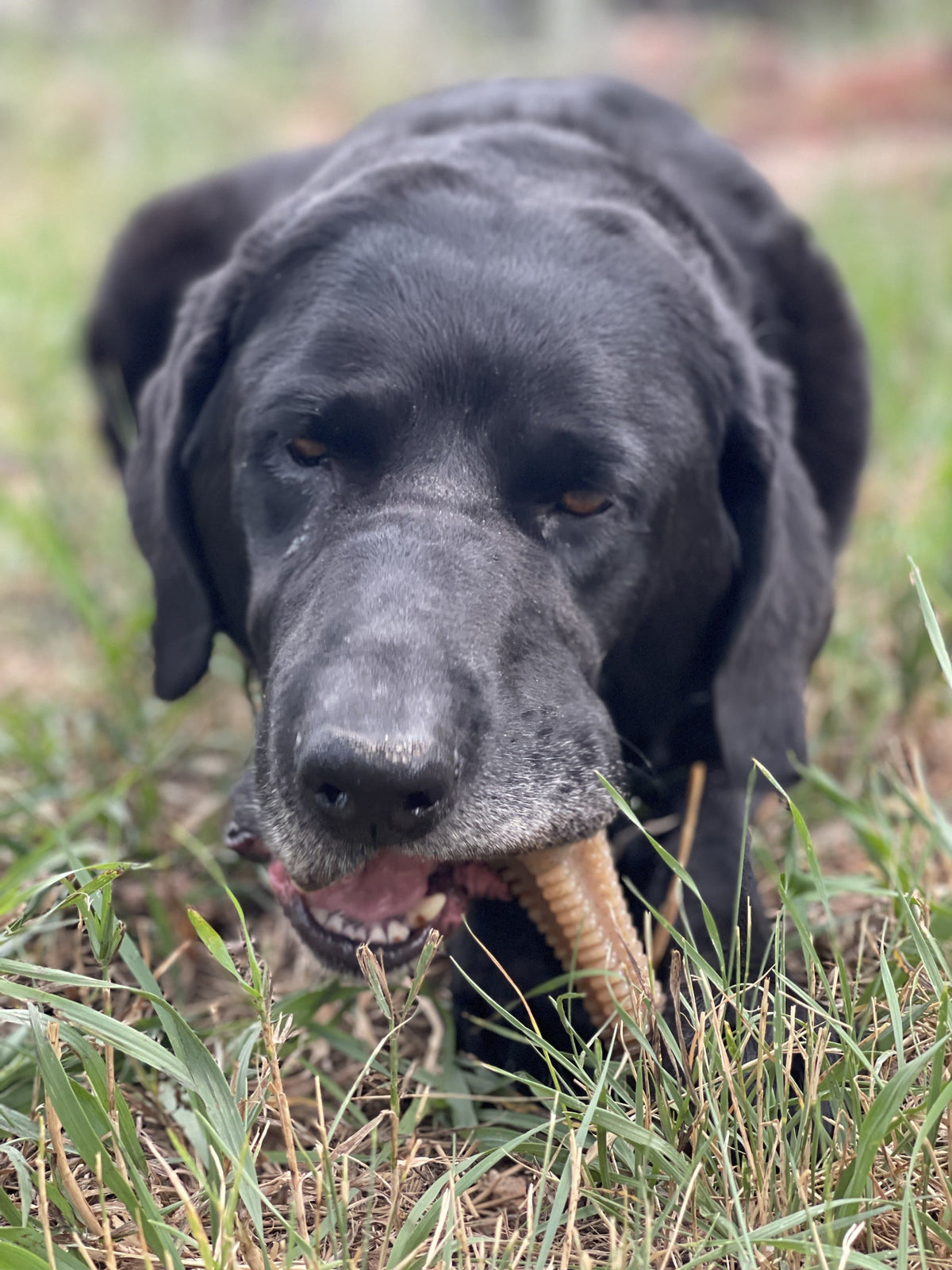 Durable SodaPup Honey Bone Dental Tower nylon chew toy for aggressive dogs, made in the USA, with a textured surface for dental health.
