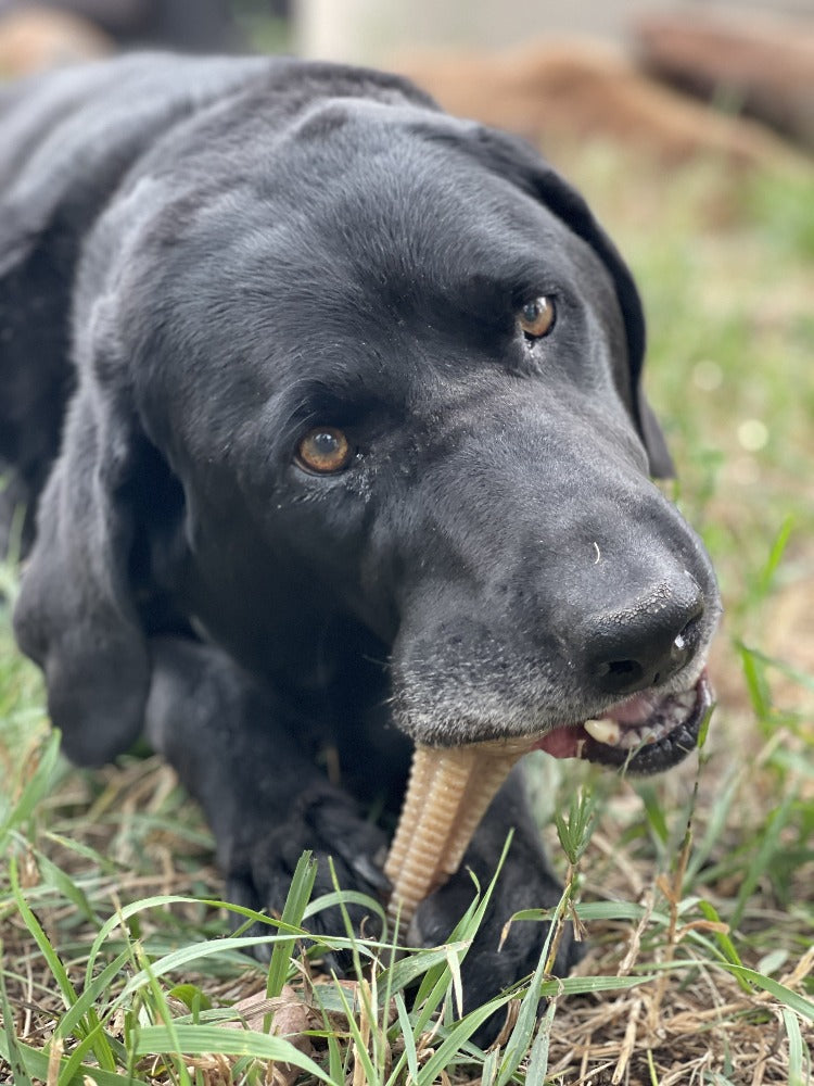 SodaPup Honey Bone Dental Tower nylon dog chew toy for aggressive chewers, ultra-durable, made in the USA, brown color.