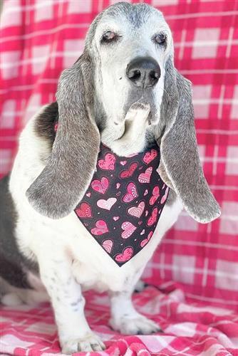 Black dog with red 2024 bandana