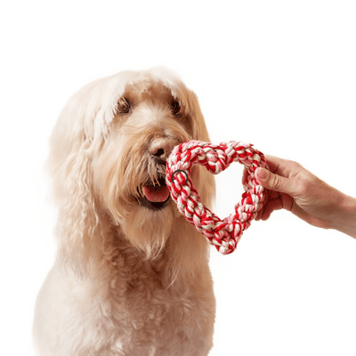 Heart Rope Dog Toy.