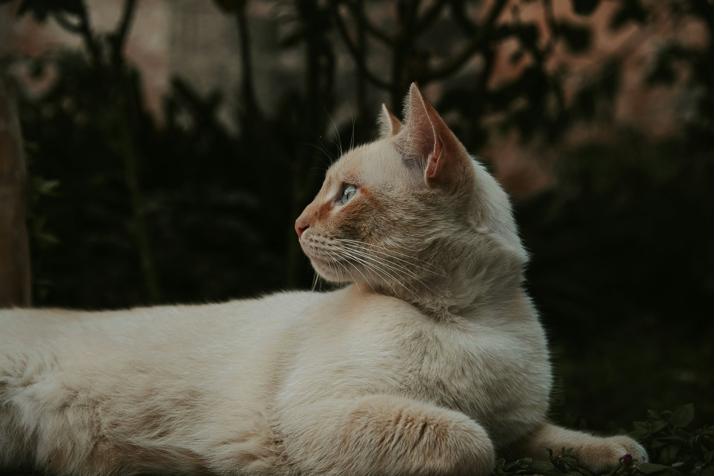 Shop for cats