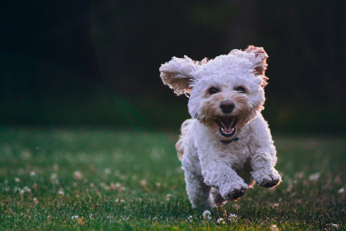 Shop for dogs