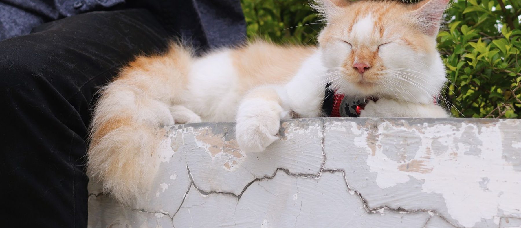 Cat Care & Feeding