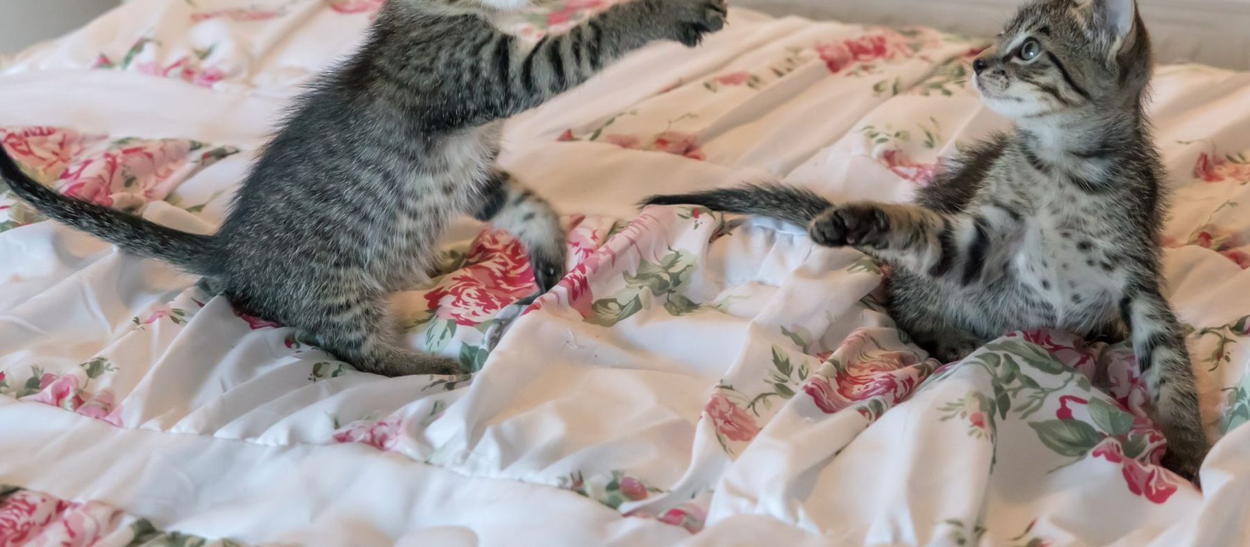Cat Toys