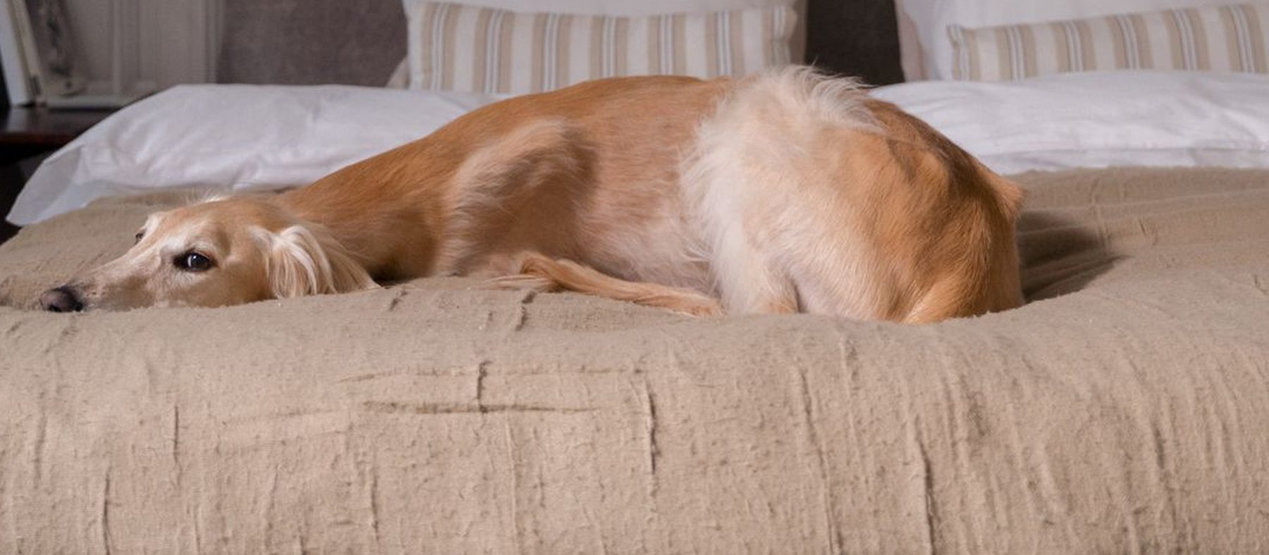 Dog Beds & Comfort