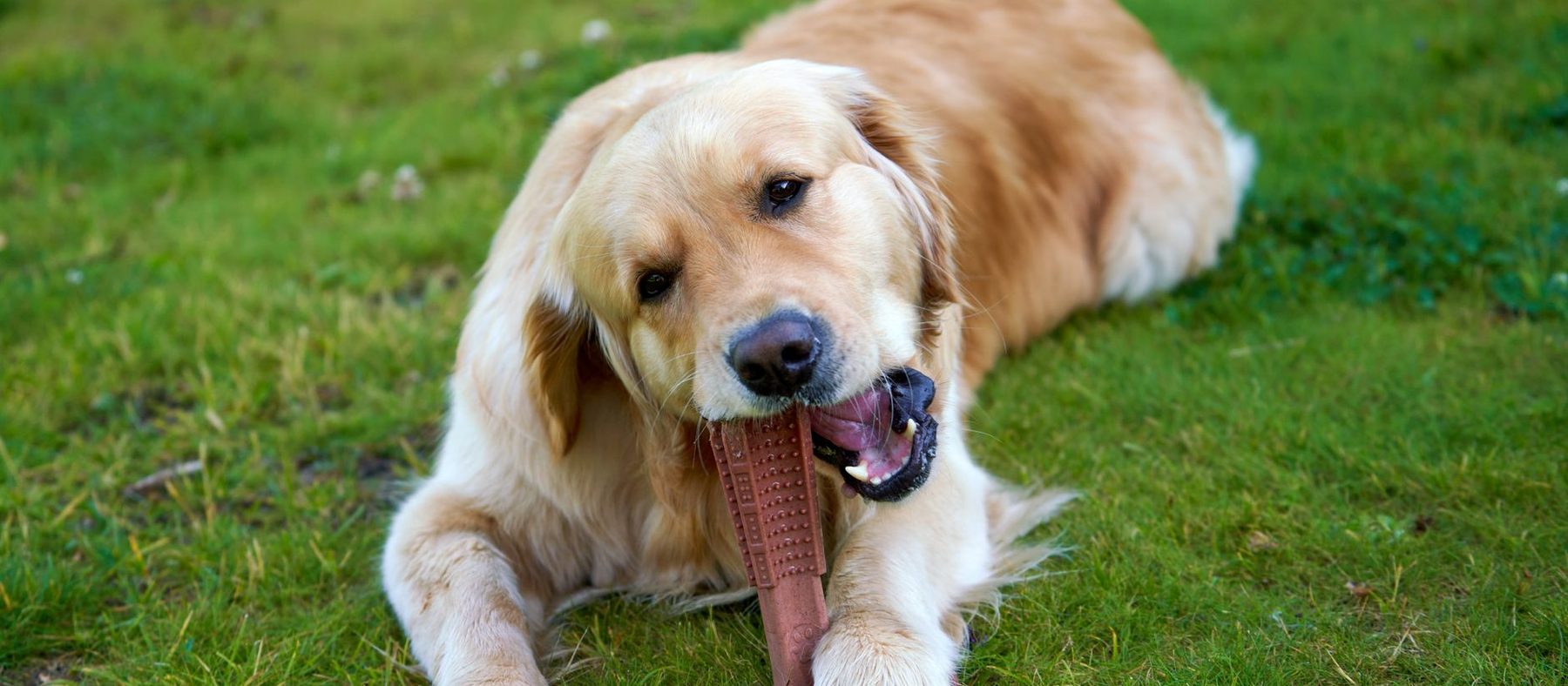 Dog Toys