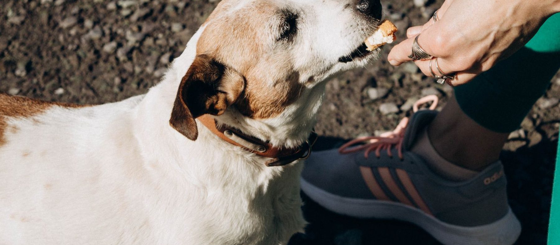 Dog Treats & Chews